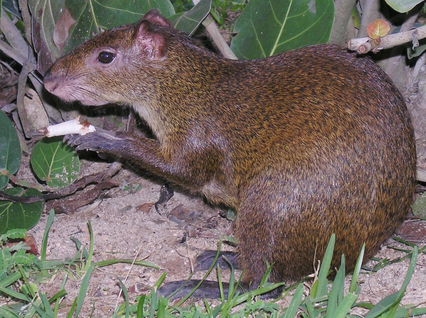 Agoutis de l'isle sauvage